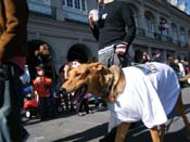 Mystic-Krewe-of-Barkus-2010-HC-Dog-Parade-Mardi-Gras-New-Orleans-8552