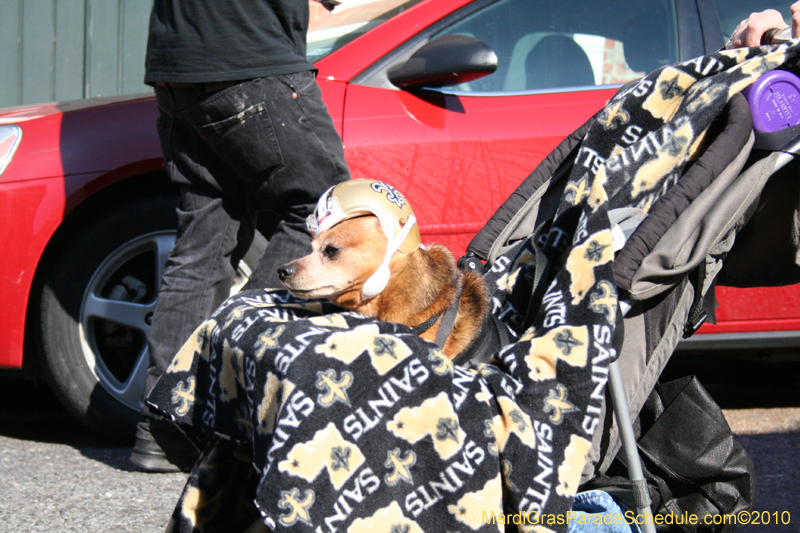 Mystic-Krewe-of-Barkus-Mardi-Gras-2010-French-Quarter-4916