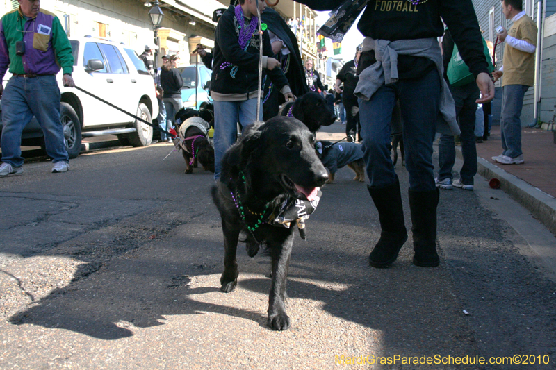 Mystic-Krewe-of-Barkus-Mardi-Gras-2010-French-Quarter-4917