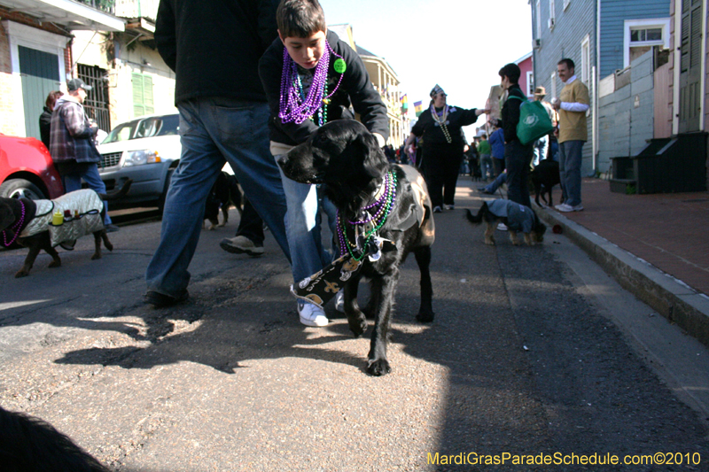 Mystic-Krewe-of-Barkus-Mardi-Gras-2010-French-Quarter-4918
