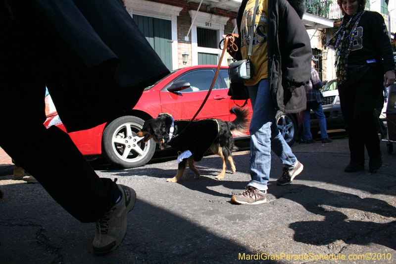 Mystic-Krewe-of-Barkus-Mardi-Gras-2010-French-Quarter-4920