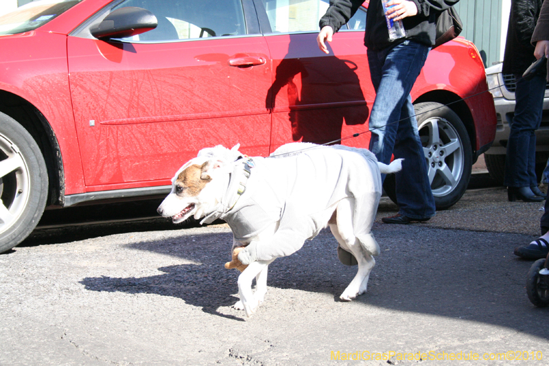 Mystic-Krewe-of-Barkus-Mardi-Gras-2010-French-Quarter-4925