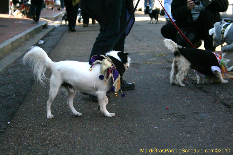 Mystic-Krewe-of-Barkus-Mardi-Gras-2010-French-Quarter-4926