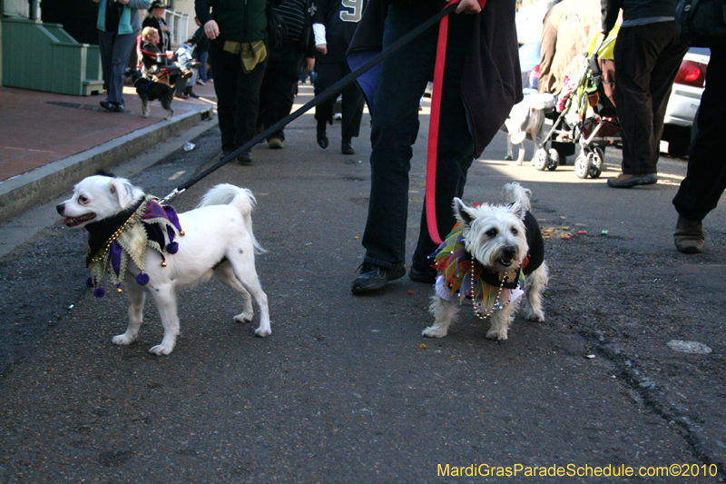 Mystic-Krewe-of-Barkus-Mardi-Gras-2010-French-Quarter-4927