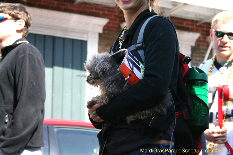 Mystic-Krewe-of-Barkus-Mardi-Gras-2010-French-Quarter-4928