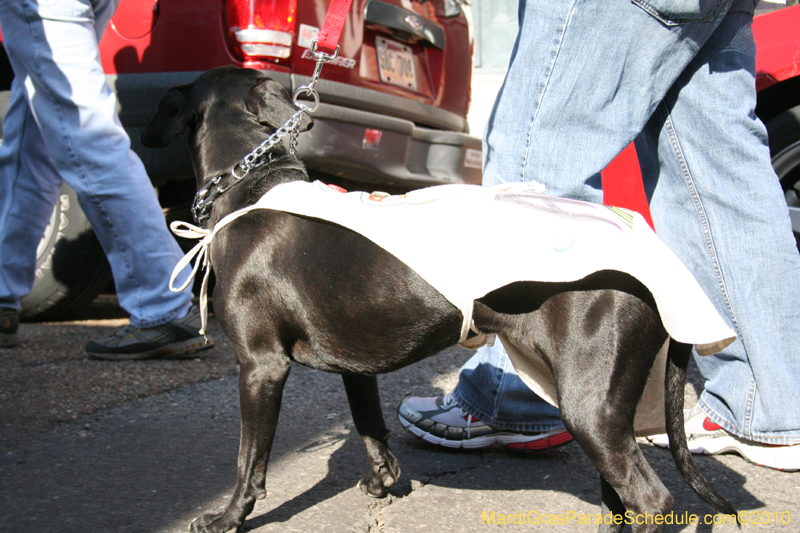 Mystic-Krewe-of-Barkus-Mardi-Gras-2010-French-Quarter-4929