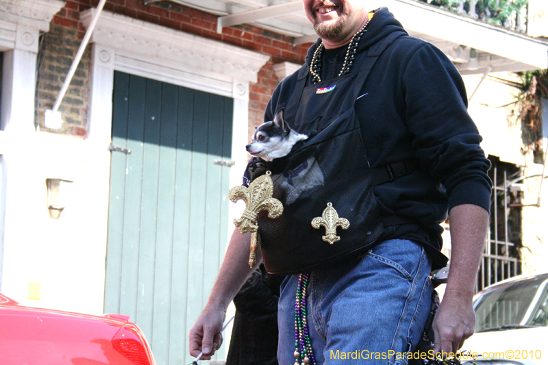 Mystic-Krewe-of-Barkus-Mardi-Gras-2010-French-Quarter-4930