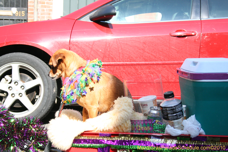 Mystic-Krewe-of-Barkus-Mardi-Gras-2010-French-Quarter-4933