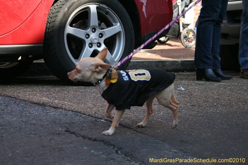 Mystic-Krewe-of-Barkus-Mardi-Gras-2010-French-Quarter-4934