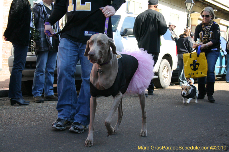 Mystic-Krewe-of-Barkus-Mardi-Gras-2010-French-Quarter-4936