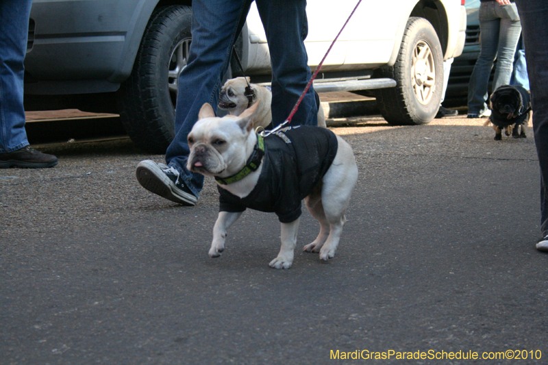 Mystic-Krewe-of-Barkus-Mardi-Gras-2010-French-Quarter-4941