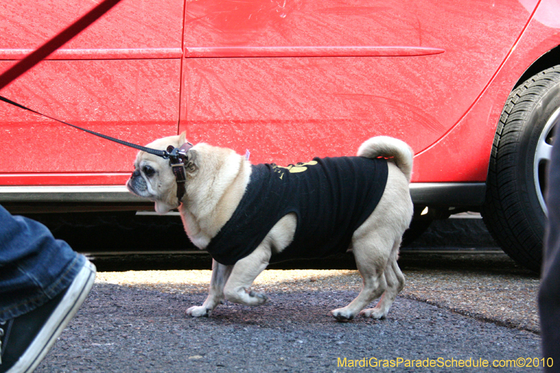 Mystic-Krewe-of-Barkus-Mardi-Gras-2010-French-Quarter-4942