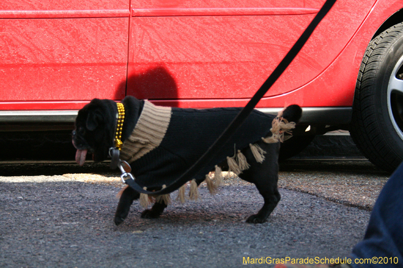 Mystic-Krewe-of-Barkus-Mardi-Gras-2010-French-Quarter-4943