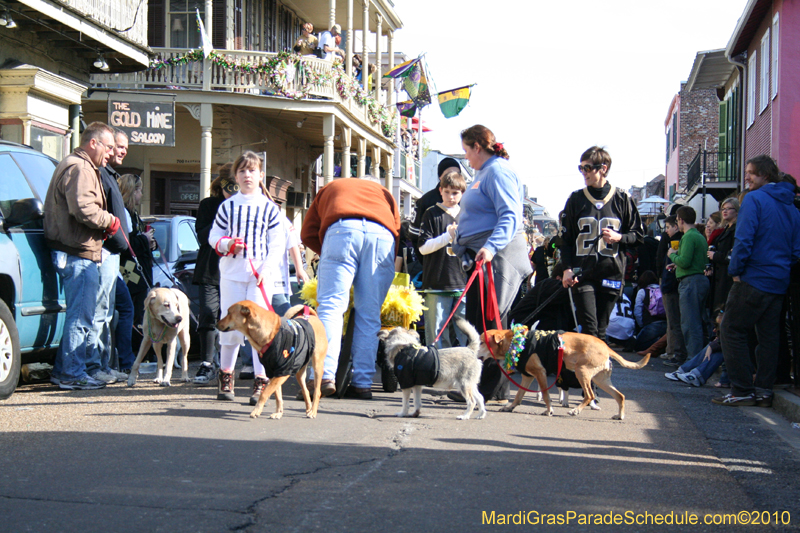 Mystic-Krewe-of-Barkus-Mardi-Gras-2010-French-Quarter-4944