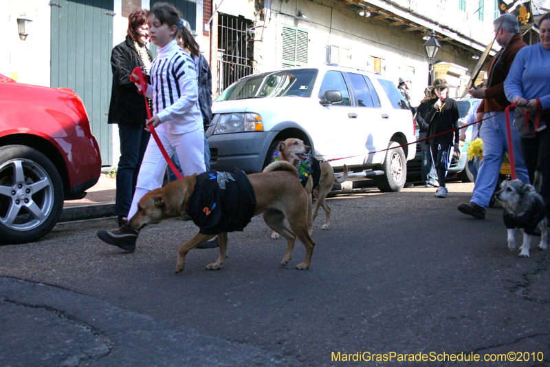 Mystic-Krewe-of-Barkus-Mardi-Gras-2010-French-Quarter-4946