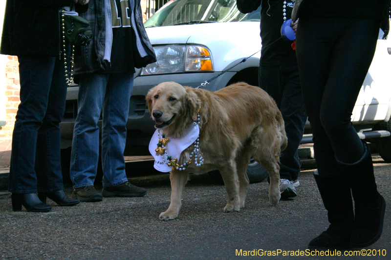Mystic-Krewe-of-Barkus-Mardi-Gras-2010-French-Quarter-4950