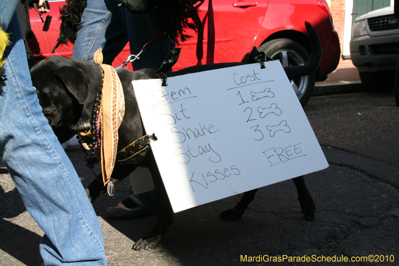Mystic-Krewe-of-Barkus-Mardi-Gras-2010-French-Quarter-4955