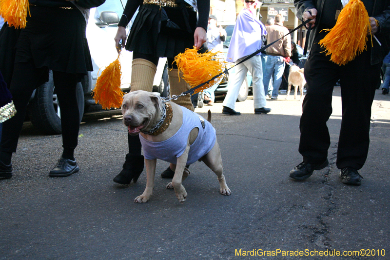 Mystic-Krewe-of-Barkus-Mardi-Gras-2010-French-Quarter-4957