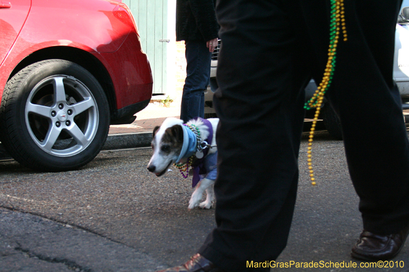 Mystic-Krewe-of-Barkus-Mardi-Gras-2010-French-Quarter-4958