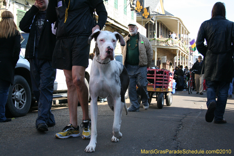 Mystic-Krewe-of-Barkus-Mardi-Gras-2010-French-Quarter-4966
