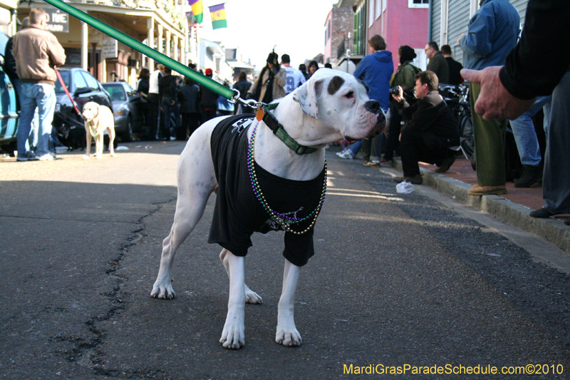 Mystic-Krewe-of-Barkus-Mardi-Gras-2010-French-Quarter-4967