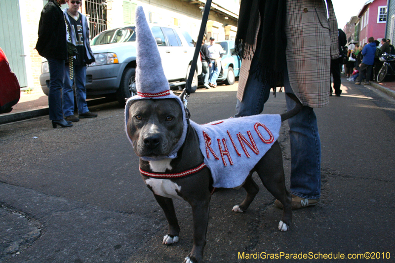 Mystic-Krewe-of-Barkus-Mardi-Gras-2010-French-Quarter-4969