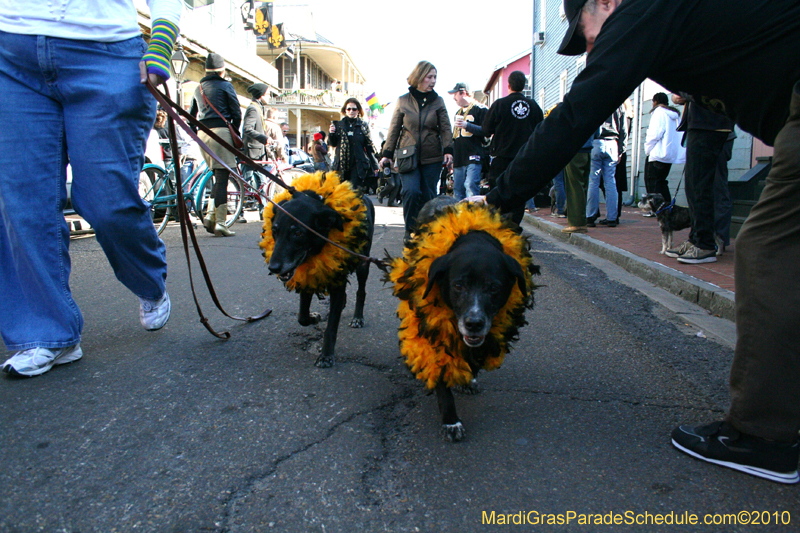Mystic-Krewe-of-Barkus-Mardi-Gras-2010-French-Quarter-4970