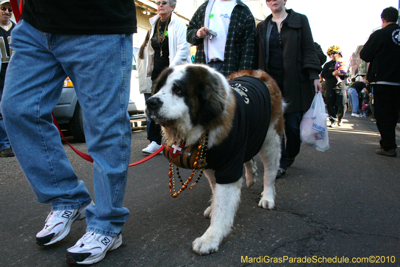 Mystic-Krewe-of-Barkus-Mardi-Gras-2010-French-Quarter-4972