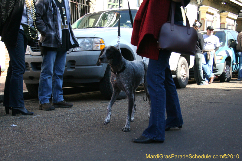 Mystic-Krewe-of-Barkus-Mardi-Gras-2010-French-Quarter-4982