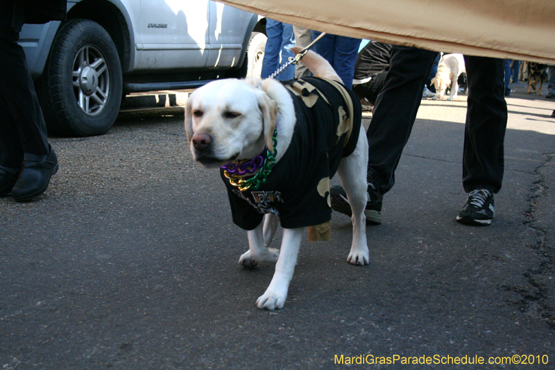 Mystic-Krewe-of-Barkus-Mardi-Gras-2010-French-Quarter-4990