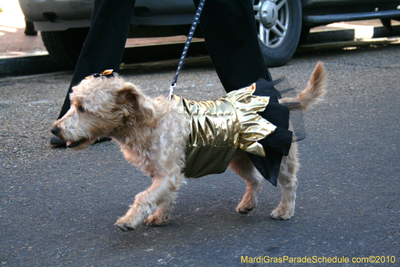 Mystic-Krewe-of-Barkus-Mardi-Gras-2010-French-Quarter-4991
