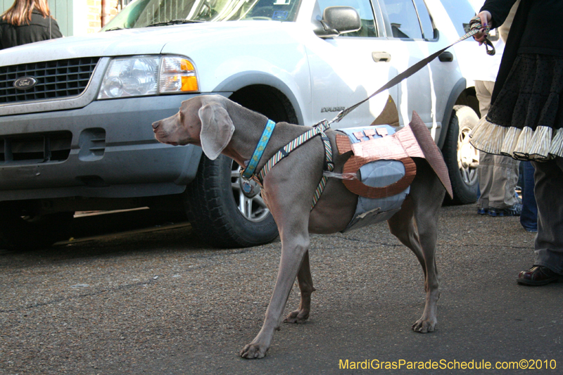 Mystic-Krewe-of-Barkus-Mardi-Gras-2010-French-Quarter-4993