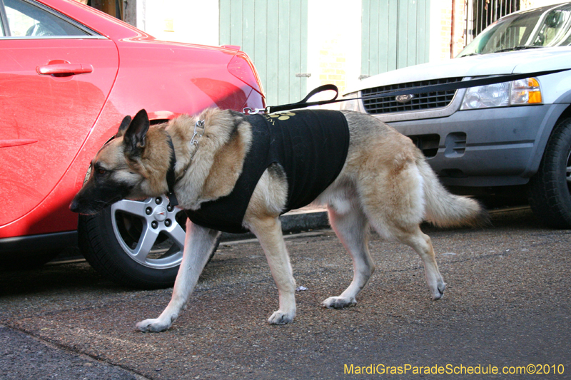 Mystic-Krewe-of-Barkus-Mardi-Gras-2010-French-Quarter-4995