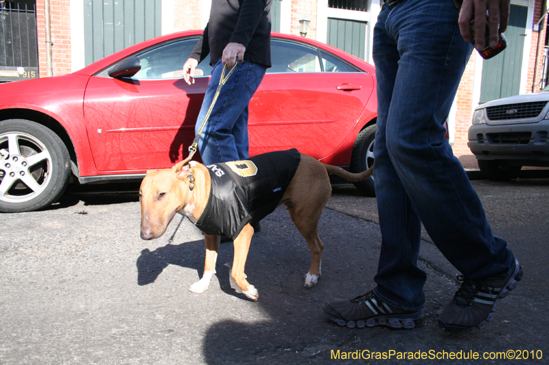 Mystic-Krewe-of-Barkus-Mardi-Gras-2010-French-Quarter-4999