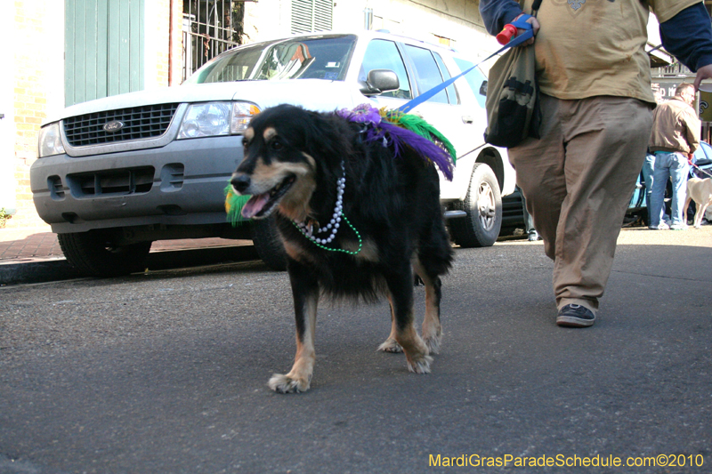 Mystic-Krewe-of-Barkus-Mardi-Gras-2010-French-Quarter-5000