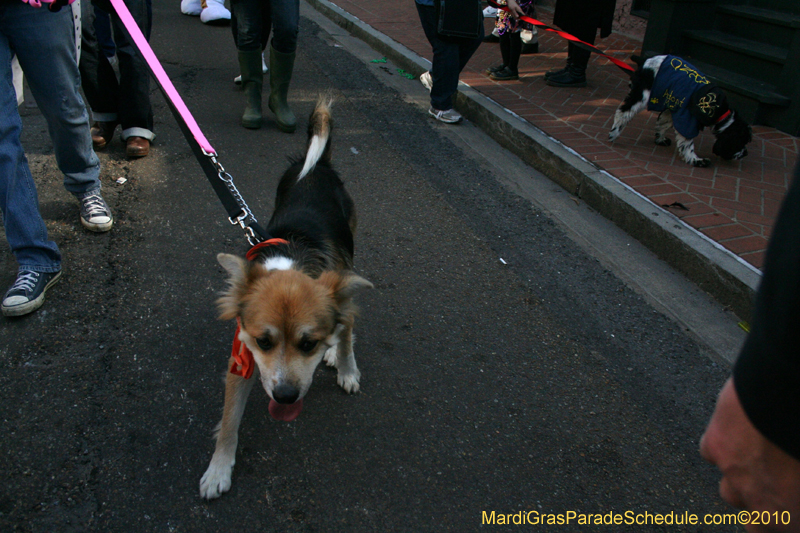 Mystic-Krewe-of-Barkus-Mardi-Gras-2010-French-Quarter-5207