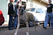 Mystic-Krewe-of-Barkus-Mardi-Gras-2010-French-Quarter-4962