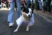 Mystic-Krewe-of-Barkus-Mardi-Gras-2010-French-Quarter-4963
