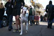 Mystic-Krewe-of-Barkus-Mardi-Gras-2010-French-Quarter-4966