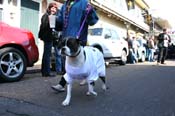 Mystic-Krewe-of-Barkus-Mardi-Gras-2010-French-Quarter-4977