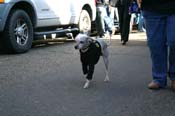 Mystic-Krewe-of-Barkus-Mardi-Gras-2010-French-Quarter-4983