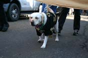 Mystic-Krewe-of-Barkus-Mardi-Gras-2010-French-Quarter-4990