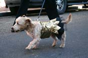 Mystic-Krewe-of-Barkus-Mardi-Gras-2010-French-Quarter-4991