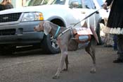 Mystic-Krewe-of-Barkus-Mardi-Gras-2010-French-Quarter-4993