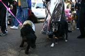 Mystic-Krewe-of-Barkus-Mardi-Gras-2010-French-Quarter-5019