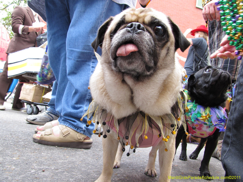 Mystic-Krewe-of-Barkus-HC-2011-0050