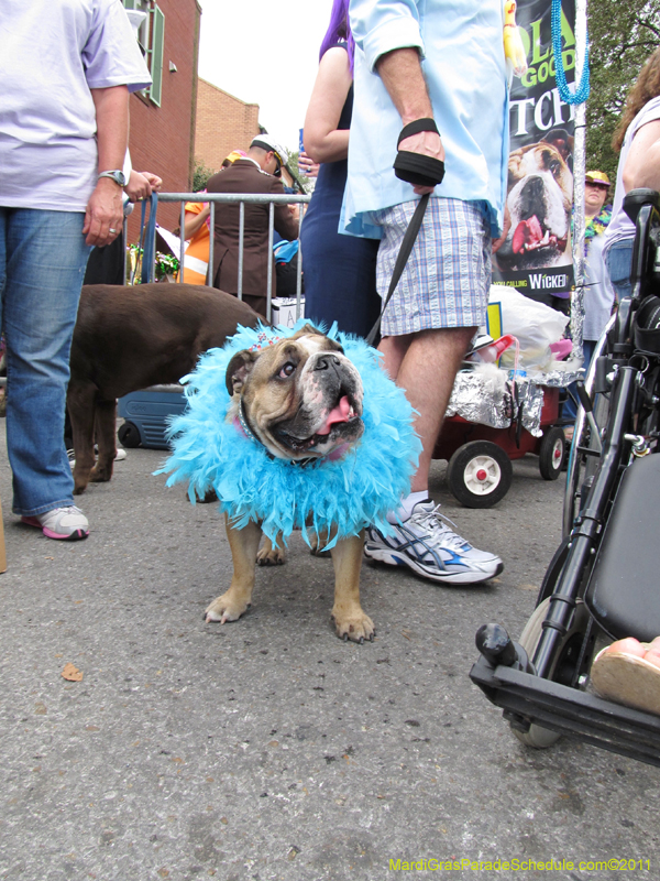 Mystic-Krewe-of-Barkus-HC-2011-0051