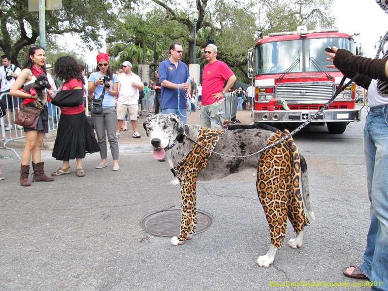 Mystic-Krewe-of-Barkus-HC-2011-0054