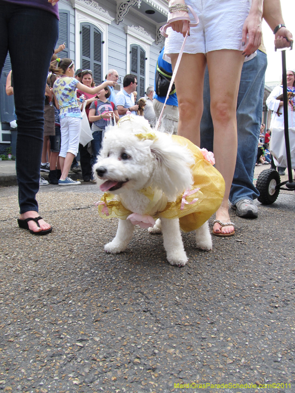Mystic-Krewe-of-Barkus-HC-2011-0108