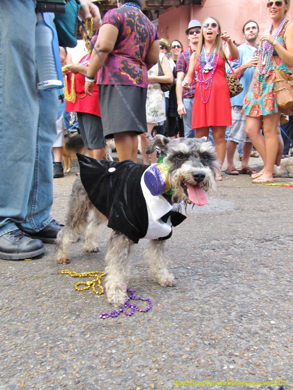 Mystic-Krewe-of-Barkus-HC-2011-0400